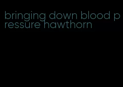 bringing down blood pressure hawthorn