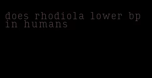 does rhodiola lower bp in humans