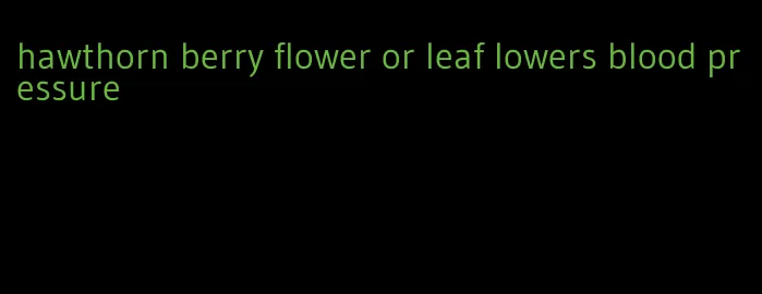 hawthorn berry flower or leaf lowers blood pressure