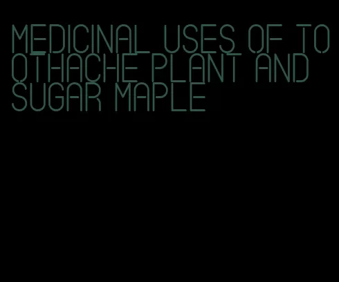medicinal uses of toothache plant and sugar maple