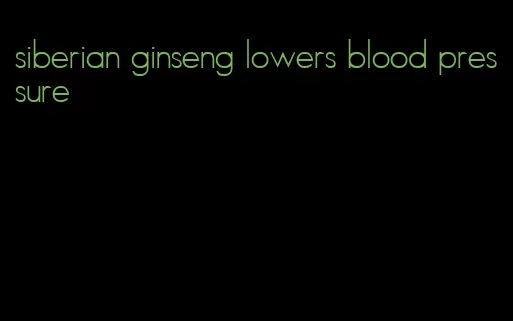 siberian ginseng lowers blood pressure