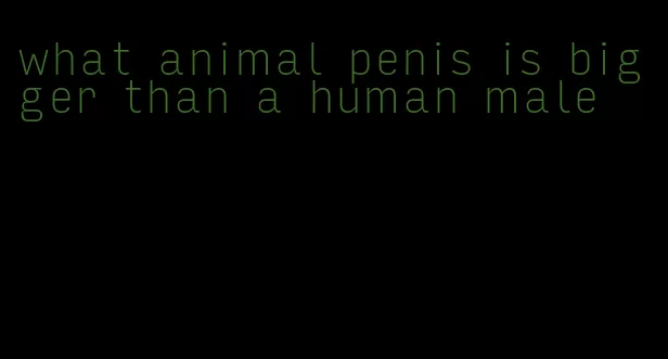what animal penis is bigger than a human male