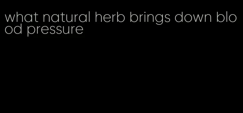 what natural herb brings down blood pressure