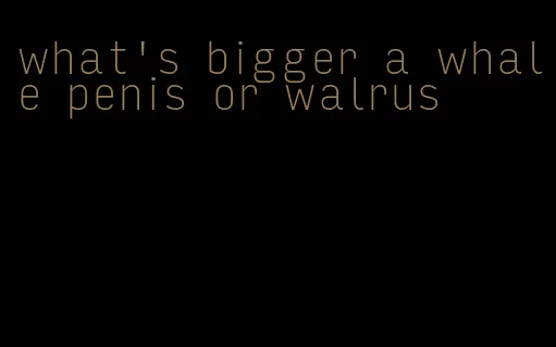 what's bigger a whale penis or walrus