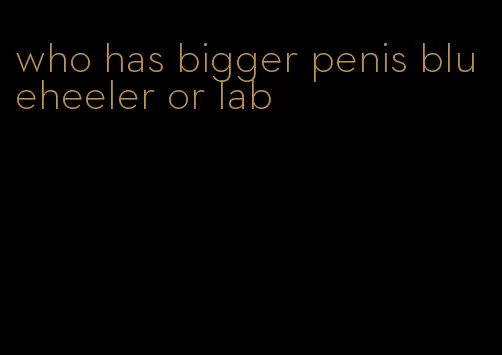 who has bigger penis blueheeler or lab